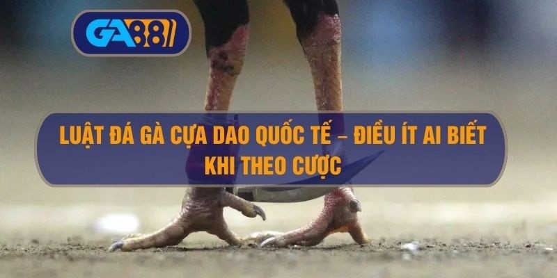 3BET Luật đá gà cựa dao quốc tế – Điều ít ai biết khi theo cược